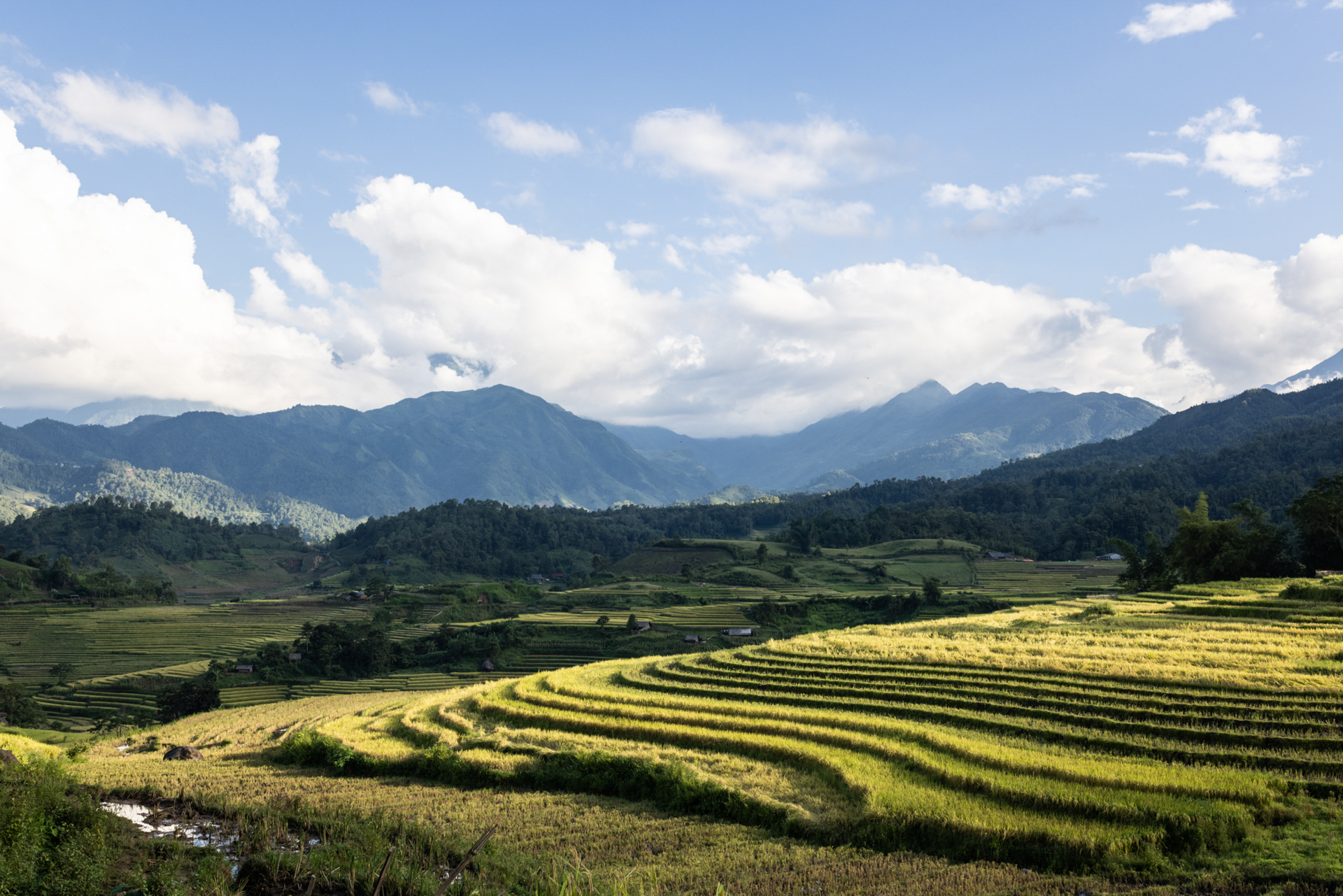 Pasysage de rizières - Nord du Vietnam