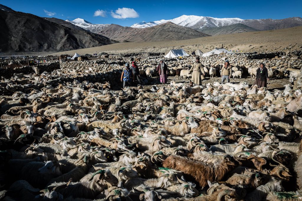 Nomades au Ladakh
